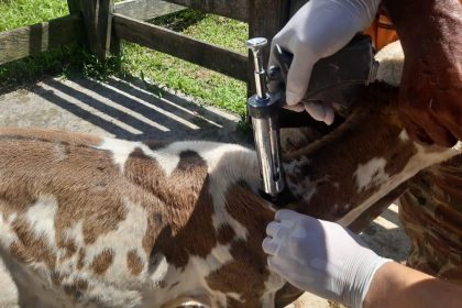Adaf reforça vacinação contra brucelose em fêmeas bovinas e bubalinas com prazo até 31 de maio