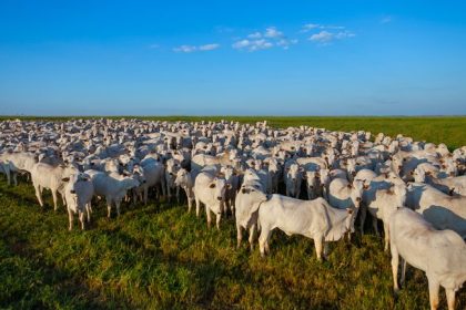 Adaf inicia campanha de atualização cadastral de animais no Amazonas com prazo até 15 de junho