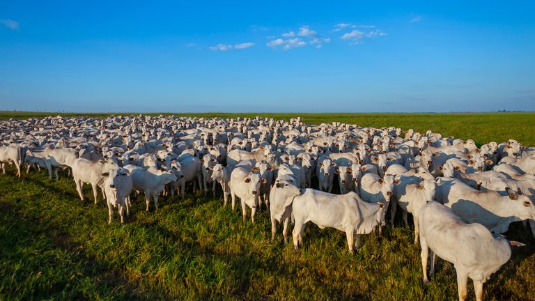 Adaf inicia campanha de atualização cadastral de animais no Amazonas com prazo até 15 de junho