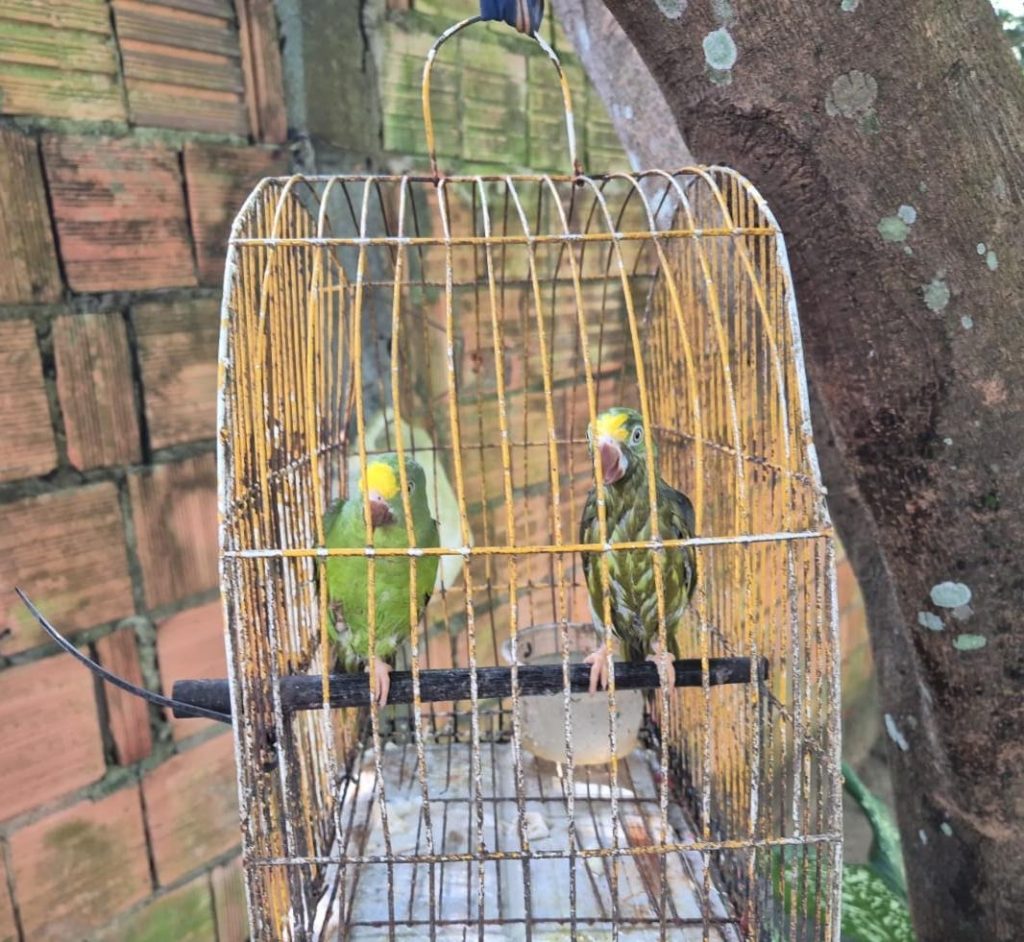 Operação contra cativeiro ilegal resgata 15 animais silvestres e autua cinco pessoas em Manaus
