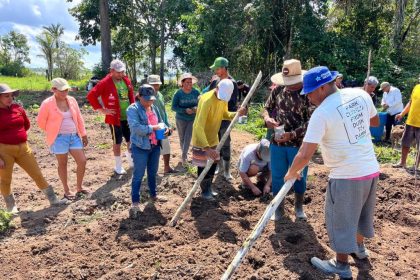 Idam realiza capacitação de agricultores familiares sobre cultivo de abacaxi em Barreirinha