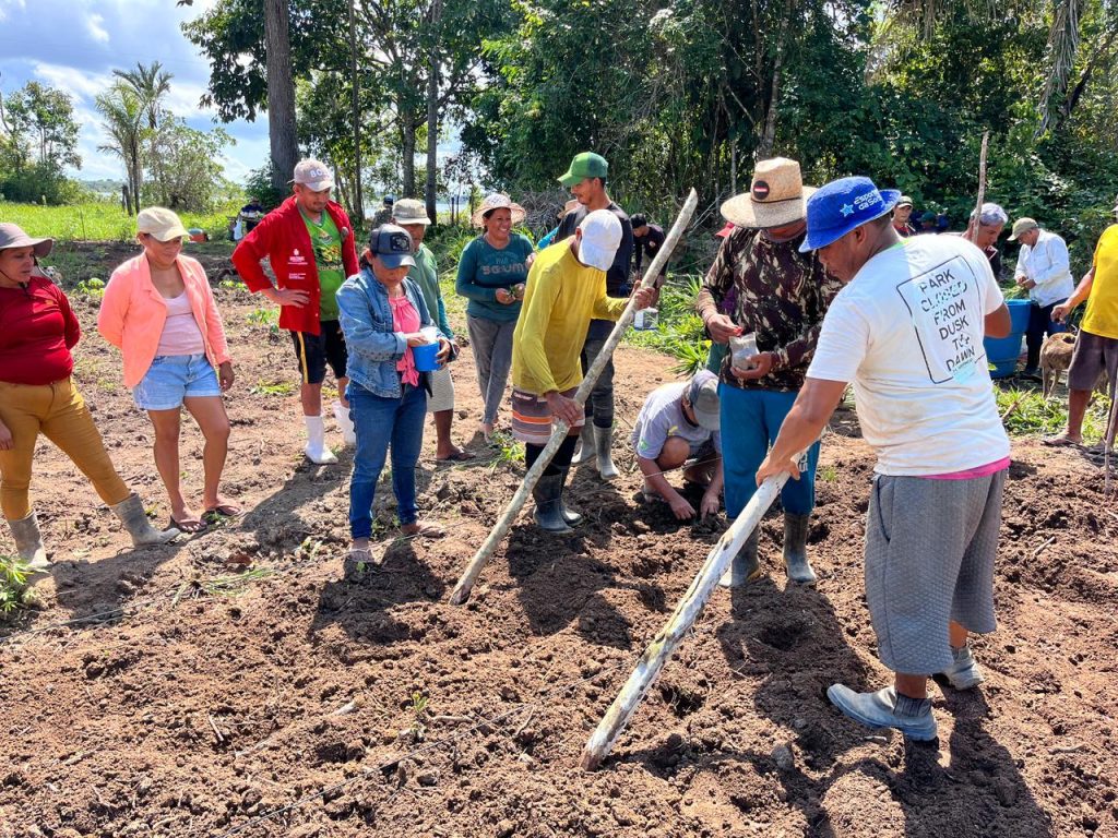Idam realiza capacitação de agricultores familiares sobre cultivo de abacaxi em Barreirinha