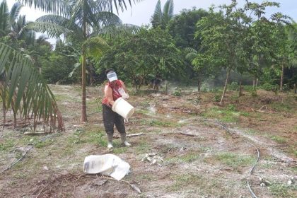 Idam realiza demonstração de aplicação de calcário no cultivo do açaí que beneficia 45 famílias em Nova Olinda do Norte