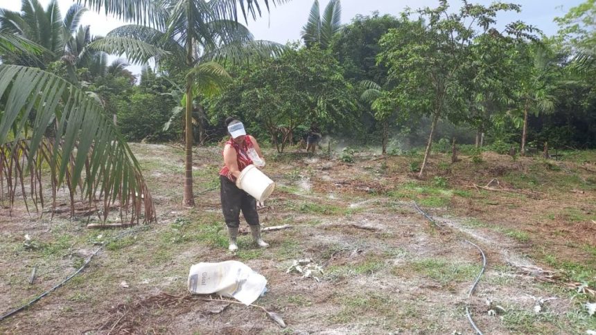 Idam realiza demonstração de aplicação de calcário no cultivo do açaí que beneficia 45 famílias em Nova Olinda do Norte