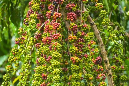 Idam realiza Dia de Campo do Café em Presidente Figueiredo para divulgar Robustas Amazônicos e boas práticas