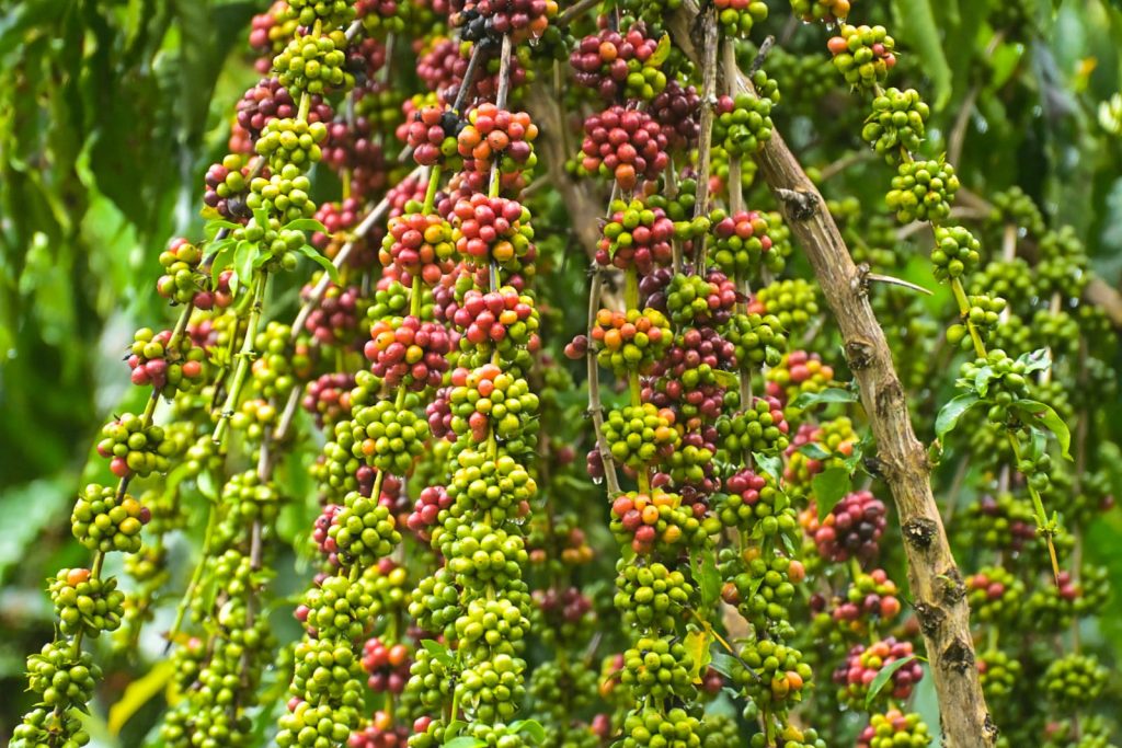 Idam realiza Dia de Campo do Café em Presidente Figueiredo para divulgar Robustas Amazônicos e boas práticas