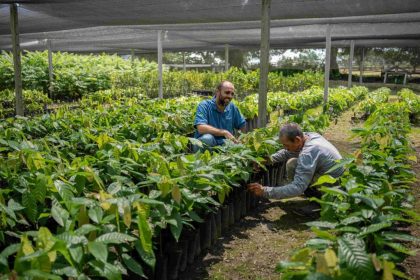 Ipaam autoriza implantação de sistema agroflorestal em Careiro em área de 101,76 hectares