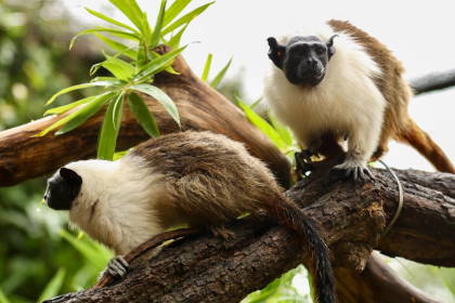 Zoológico de Brasília articula programas de conservação e manejo para proteger espécies ameaçadas durante o Dia dos Namorados