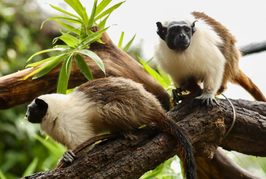 Zoológico de Brasília articula programas de conservação e manejo para proteger espécies ameaçadas durante o Dia dos Namorados
