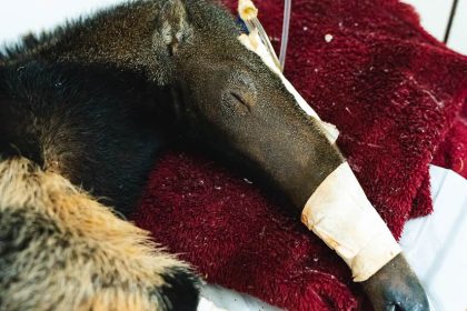 Hospital da Fauna Silvestre do Distrito Federal atende cinco animais graves e anuncia nova sede