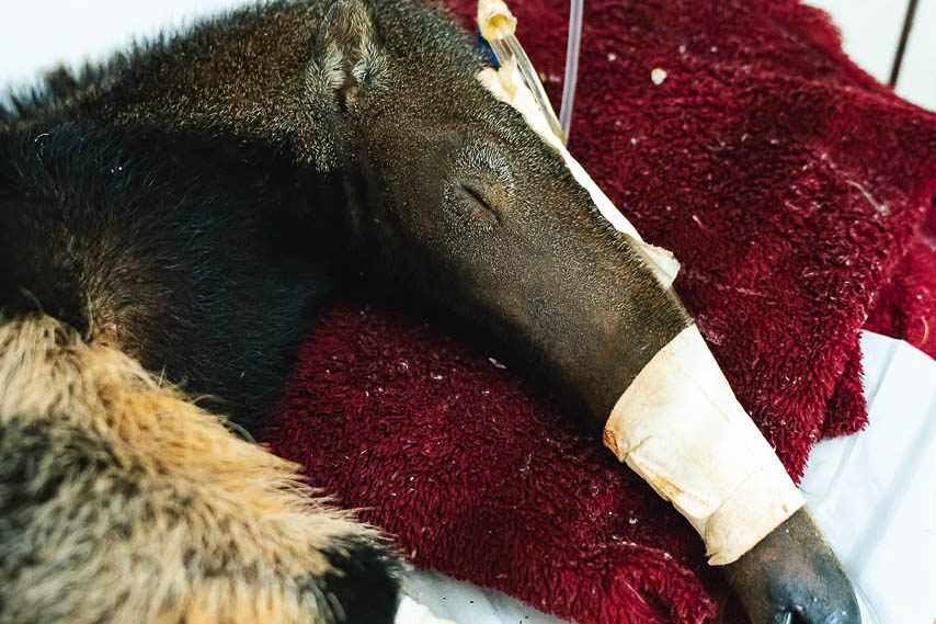 Hospital da Fauna Silvestre do Distrito Federal atende cinco animais graves e anuncia nova sede