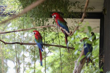 Aviário de imersão do Zoológico de Brasília fecha temporariamente por reprodução de araras-vermelhas