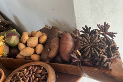 IPEDF lança estudo sobre valorização de produtos florestais não madeireiros do Cerrado e aponta potencial econômico e desafios