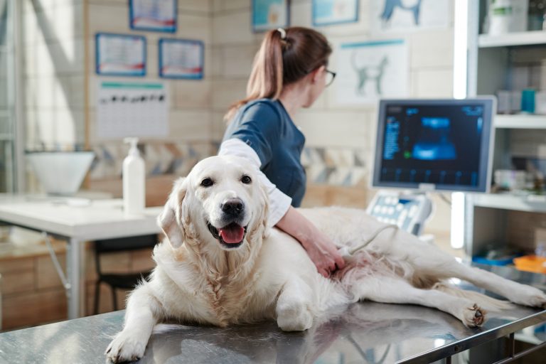 Lei 15.425/26 transforma exercício ilegal da medicina veterinária em crime e prevê detenção