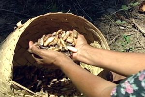 Lei 15.431/26 reconhece quebradeiras de coco babaçu como manifestação cultural nacional em quatro estados