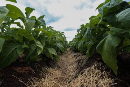 Audiência pública discute cadeia produtiva do tabaco e impacto econômico regional nesta quarta
