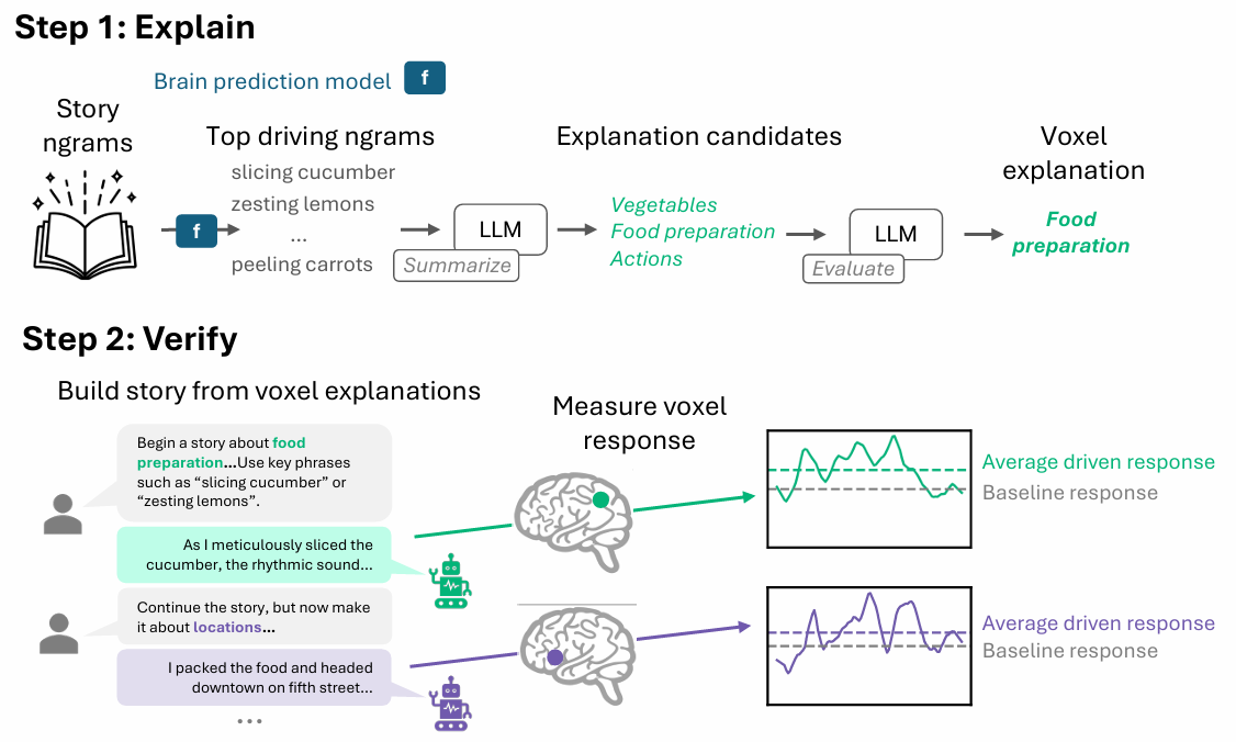 Testes causais generativos traduzem modelos de linguagem em hipóteses testáveis sobre o córtex cerebral