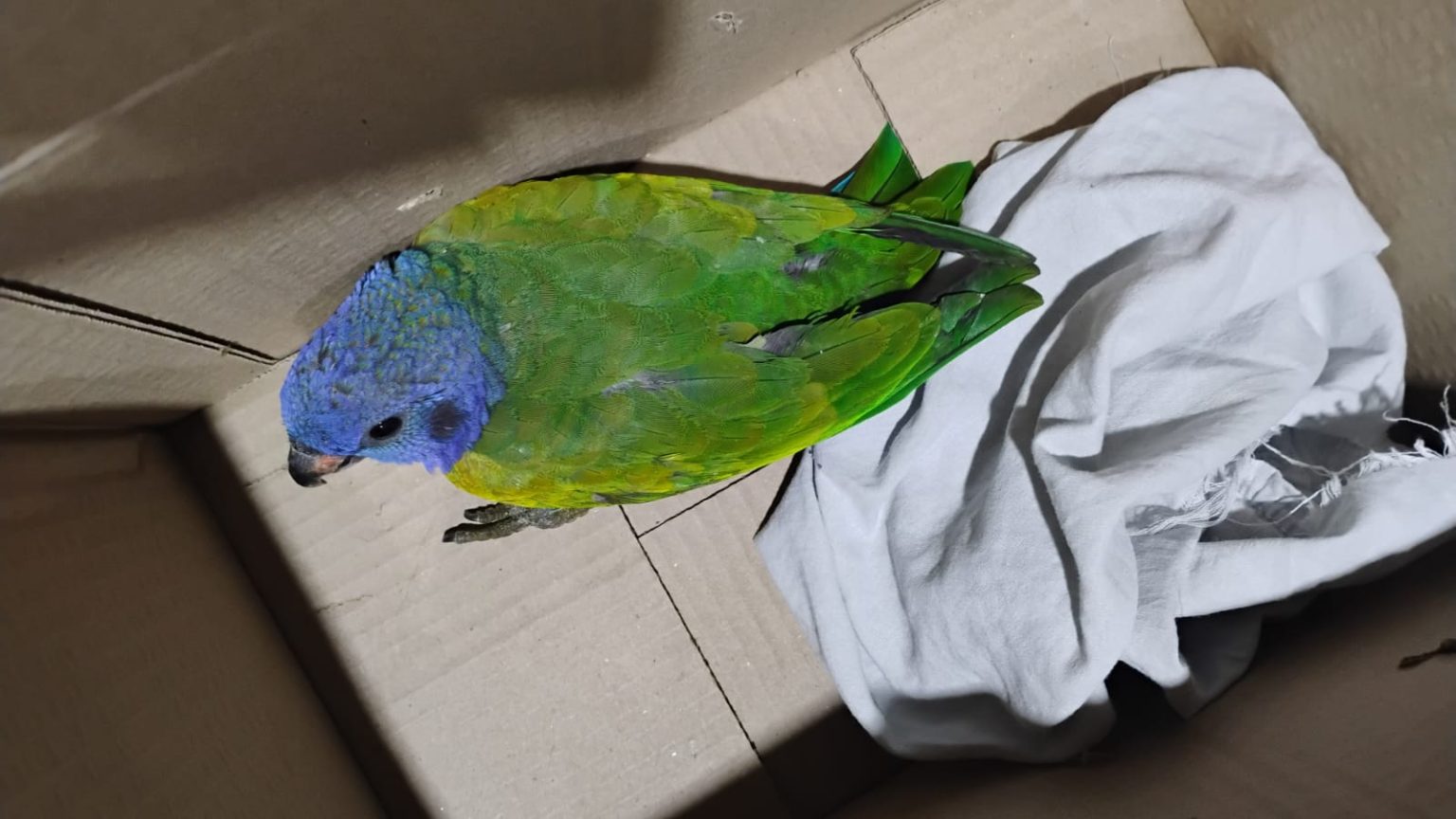 Guarda Municipal de Manaus realiza dois resgates de animais nas zonas Norte e Sul