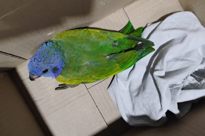 Guarda Municipal de Manaus realiza dois resgates de animais nas zonas Norte e Sul
