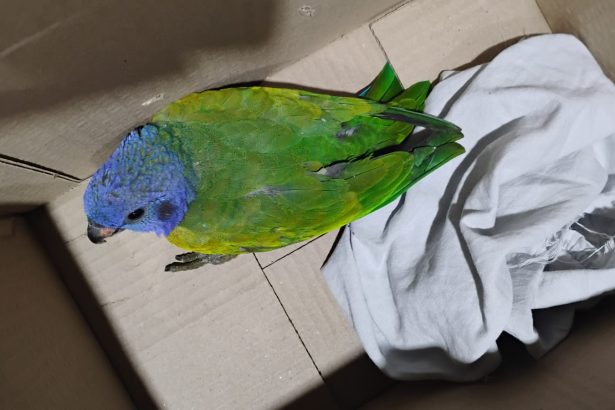 Guarda Municipal de Manaus realiza dois resgates de animais nas zonas Norte e Sul