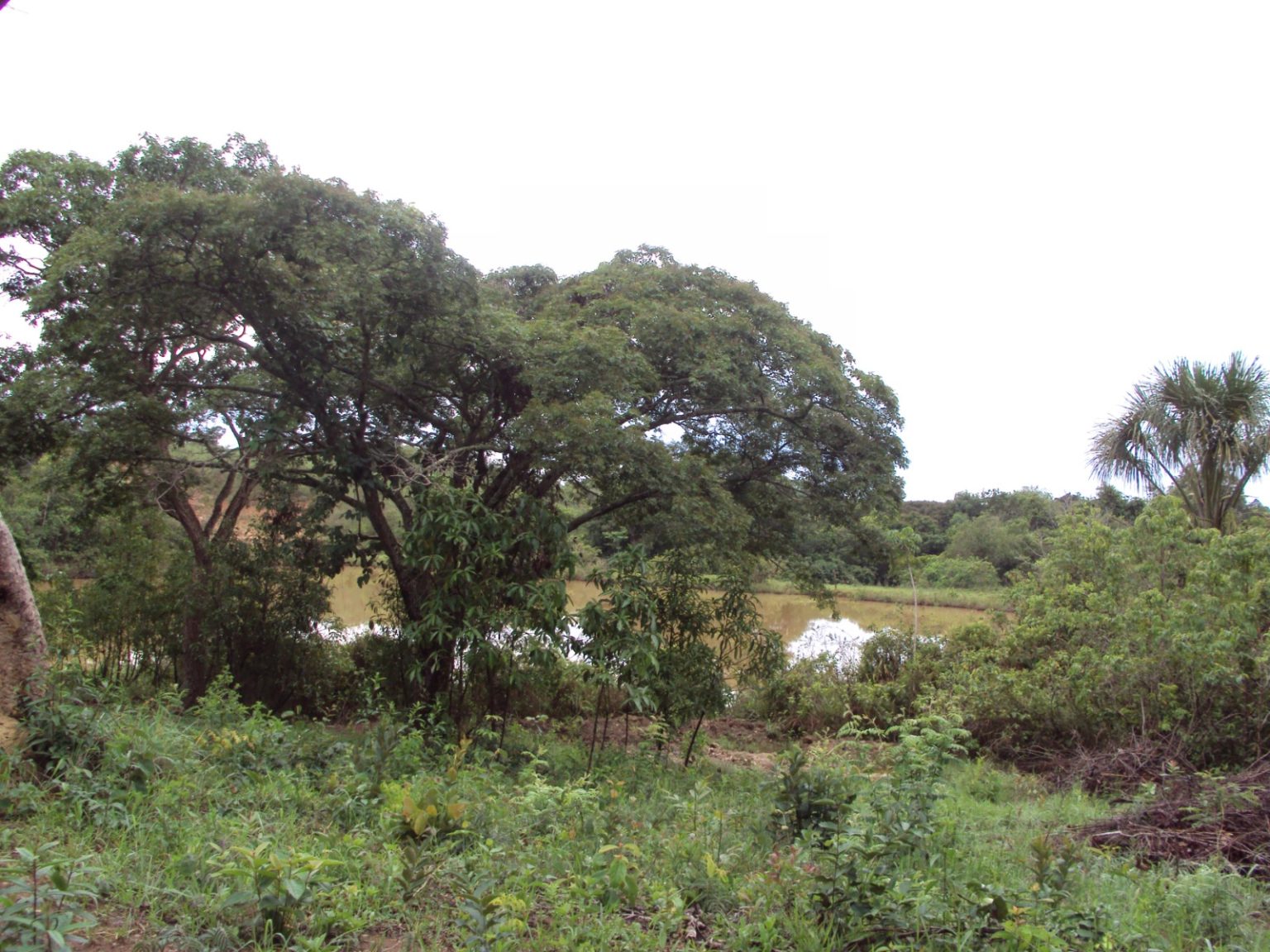 Parque Distrital Lobo-Guará é instituído por Lei Complementar nº 1.070 e recategorizado para proteção do Cerrado