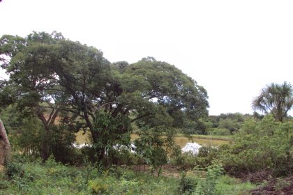 Parque Distrital Lobo-Guará é instituído por Lei Complementar nº 1.070 e recategorizado para proteção do Cerrado