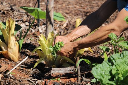 Horto agroflorestal medicinal é inaugurado na UBSP 14 da Penitenciária do Distrito Federal IV