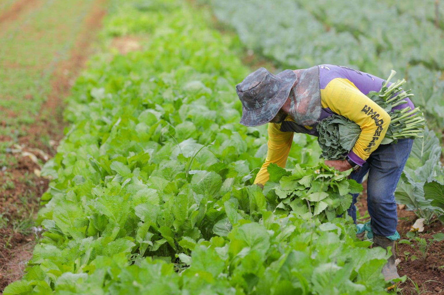 Papa-DF publica chamada pública para compra de hortifrutigranjeiros e amendoim por R$ 867.506,34 para o Zoológico de Brasília