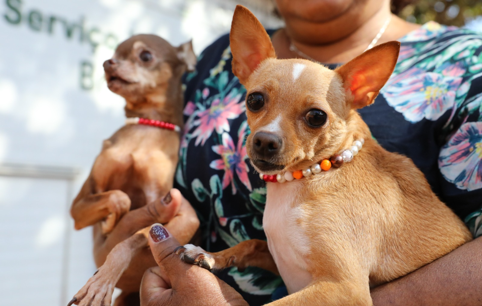Agendamento presencial abre para castração gratuita de cães e gatos no Recanto das Emas entre 13 e 17 de julho