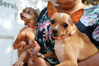 Agendamento presencial abre para castração gratuita de cães e gatos no Recanto das Emas entre 13 e 17 de julho