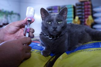 Distrito Federal apresenta protocolos para leishmaniose visceral canina e raiva animal e orienta tutores