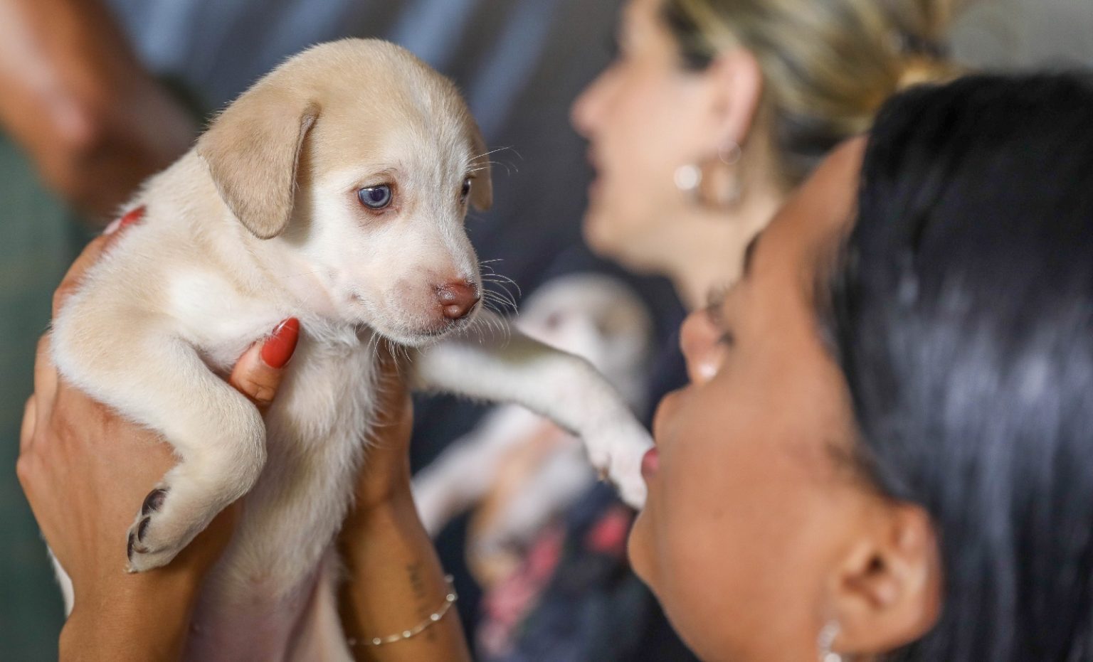 Distrito Federal oferece 1.800 vagas para castração gratuita de cães e gatos entre 27 e 31 de julho