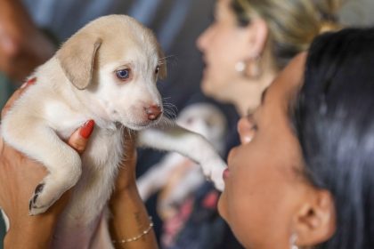 Distrito Federal oferece 1.800 vagas para castração gratuita de cães e gatos entre 27 e 31 de julho