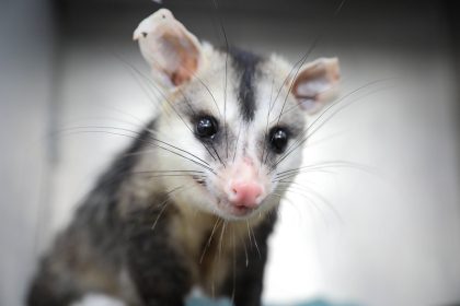 Como agir ao encontrar animais silvestres no Distrito Federal durante a seca e época reprodutiva