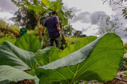 Projeto de Lei cria Programa Nacional para assentamentos periurbanos e semirrurais com foco na produção familiar