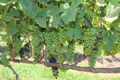 Interdições e mudanças no trânsito em Planaltina por Feira Nacional da Uva e do Vinho