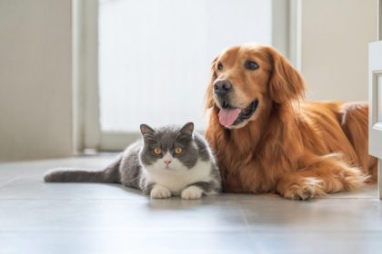 Câmara propõe criação do Sistema Nacional de Hemoterapia Veterinária para cães e gatos em todo o país