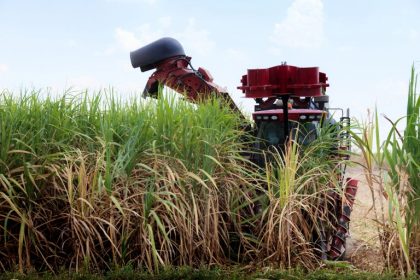 Governo publica subvenção aos produtores de cana-de-açúcar de R$ 270 milhões para o Nordeste