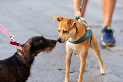 Câmara aprova obrigatoriedade de registro no Cadastro Nacional de Animais Domésticos para atendimentos com recursos federais