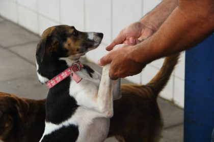 Câmara aprova texto que garante livre circulação de animais domésticos nas áreas comuns de condomínios