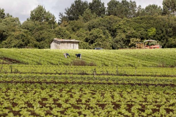Projeto de Lei 1238/26 propõe validação automática do Cadastro Ambiental Rural para imóveis de até quatro módulos fiscais