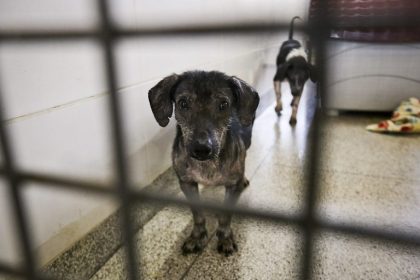 Câmara analisa PL 3171/26 que obriga embalagens a informar como denunciar maus-tratos contra animais