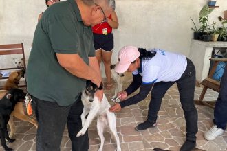 Manaus mantém vacinação antirrábica para cães e gatos com atendimento domiciliar até 30 de novembro