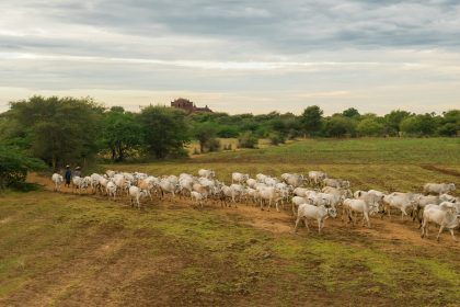 Produtores do Distrito Federal têm prazo prorrogado para atualização de rebanhos até 5 de outubro de 2026