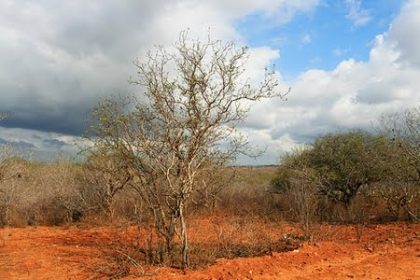 Lei 15.508/26 anula decreto que criou a Floresta Nacional de Cristópolis no oeste da Bahia
