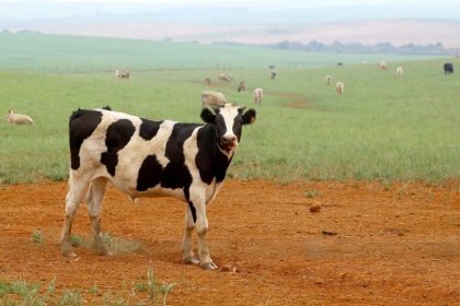 Projeto de Lei 3002/26 define regras para limpeza de pastagens e autodeclaração ambiental de produtores rurais