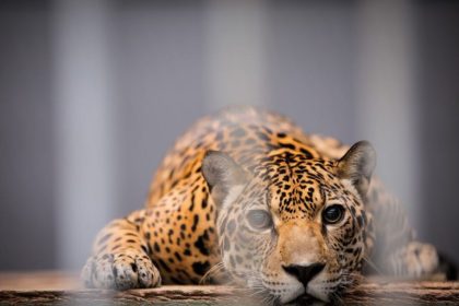 Projeto de Lei 2648/26 prevê proibição de zoológicos e empreendimentos similares para exibição pública em até dois anos