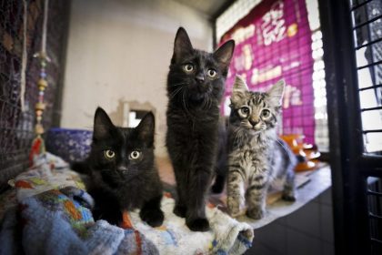 Projeto de Lei 2500/26 prevê incentivos federais para medicamentos genéricos veterinários e redução de preços
