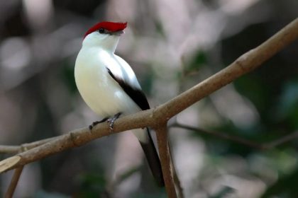 Projeto que proíbe a exportação de animais silvestres nativos é analisado na Câmara dos Deputados