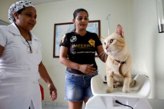 Manaus inicia agendamento on-line para castração de cães e gatos no castramóvel Caramelo com cirurgias em outubro